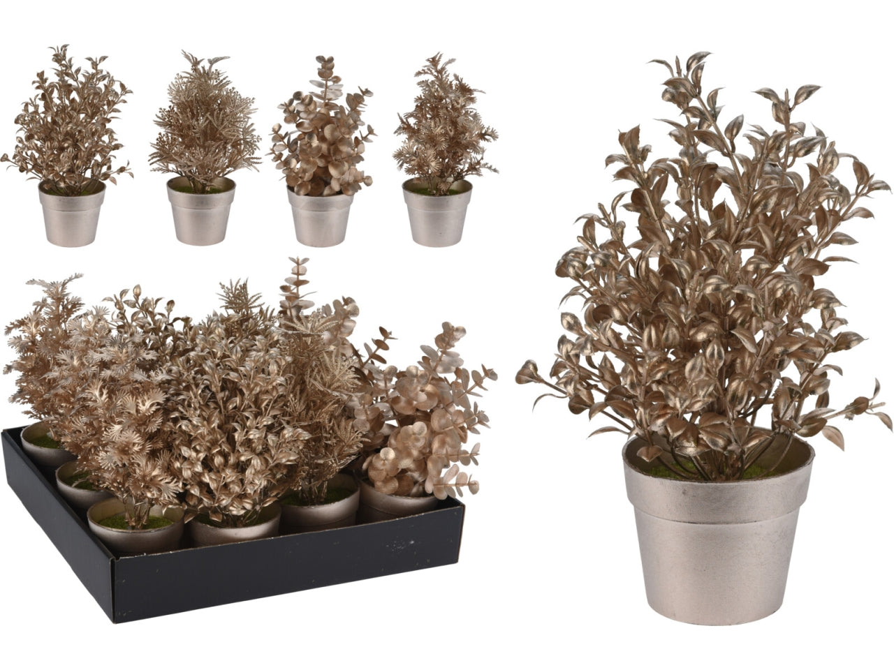 Pianta in vaso 22cm in 4 assortimenti champagne