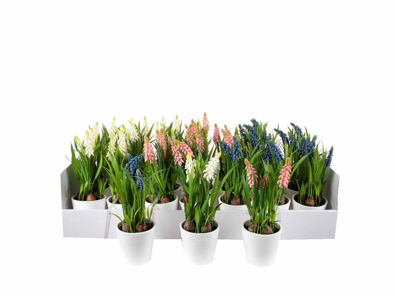 Piantina di muscari h.22cm