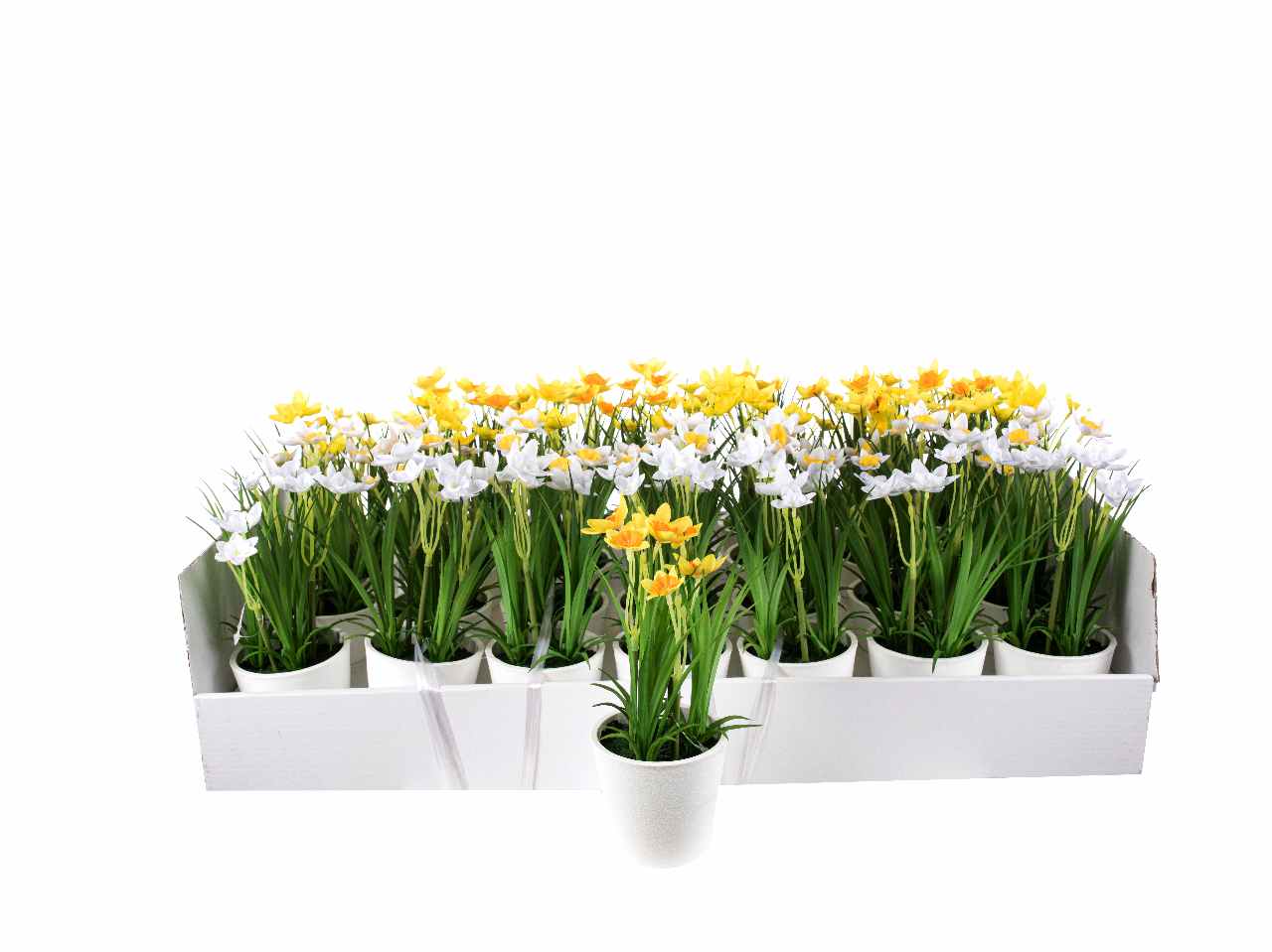 Piantina di narcisi h.20cm