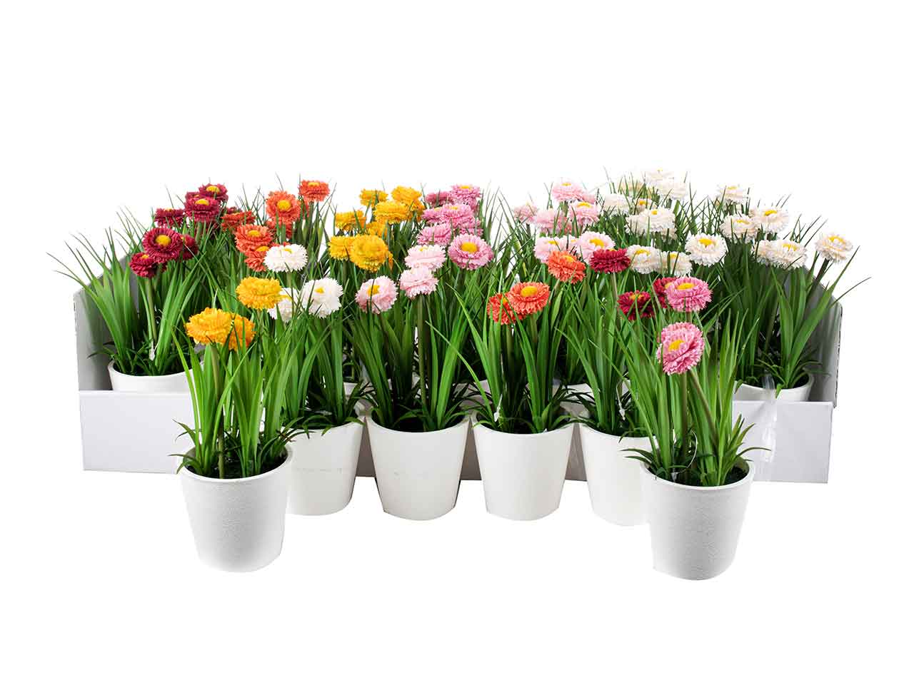 Piantine di tagete h.20cm