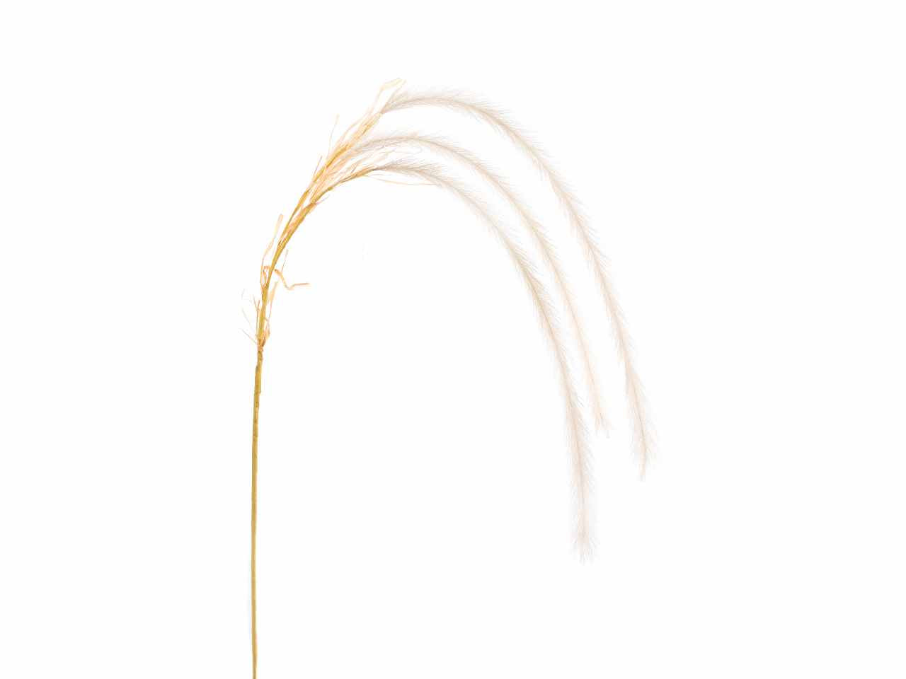 Penniseto x3 138cm crema a27008