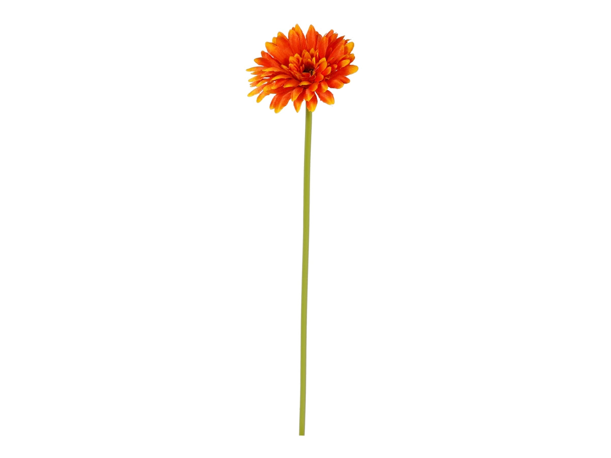 Gerbera singola in colori assortiti