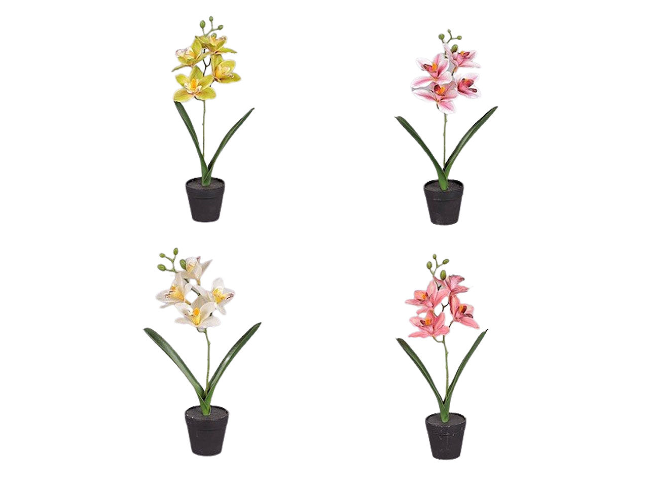 Cymbidium in vaso 2fhz891