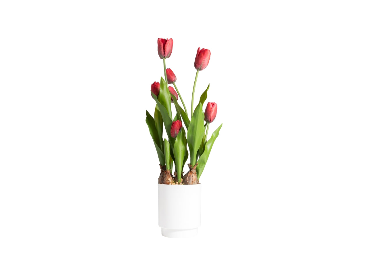 Tulipano rosso in vaso d.12x12x53cm 7 fiori