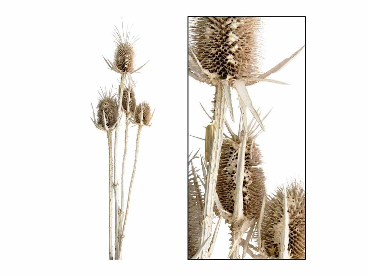 Fiori cardo 45257-010