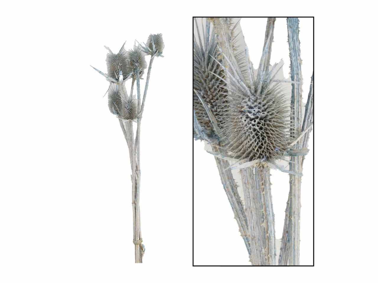 Fiori cardo 45257-085