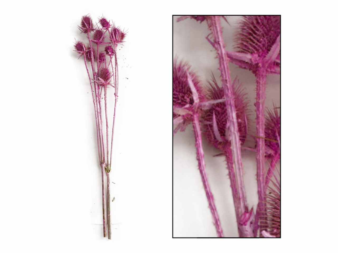 Fiori cardo 45257-086