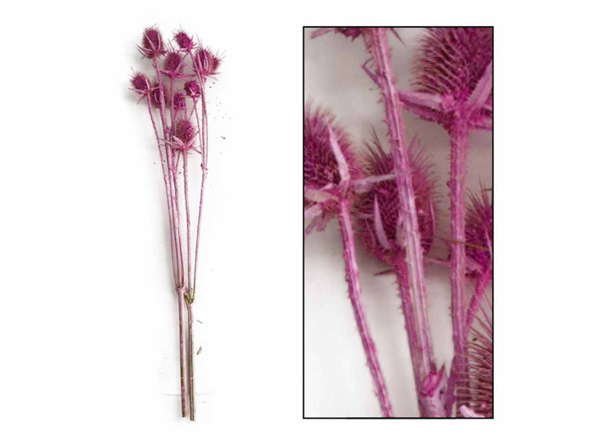 Fiori cardo 45257-086