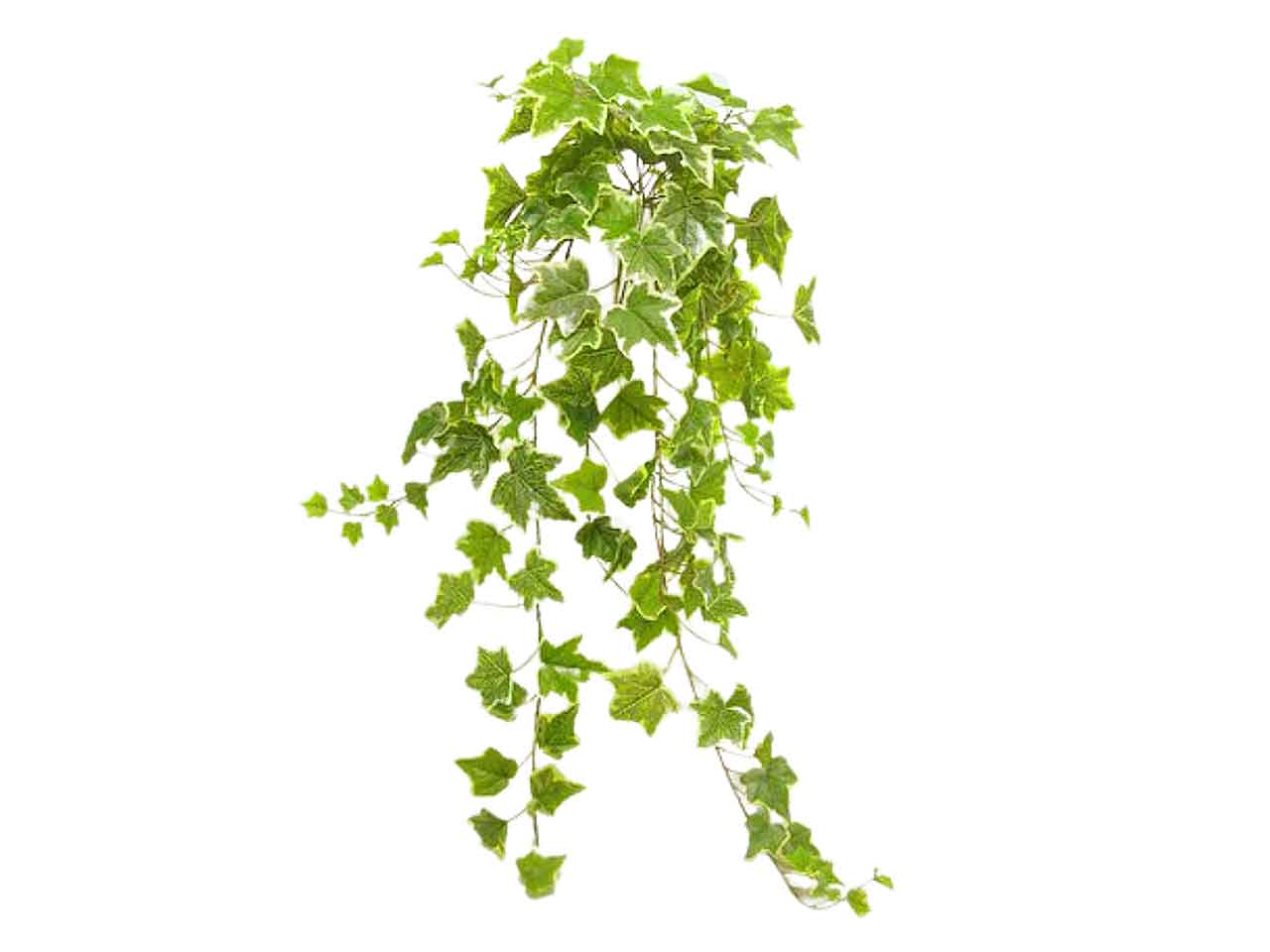 Edera rampicante con 159 foglie variegata 100cm