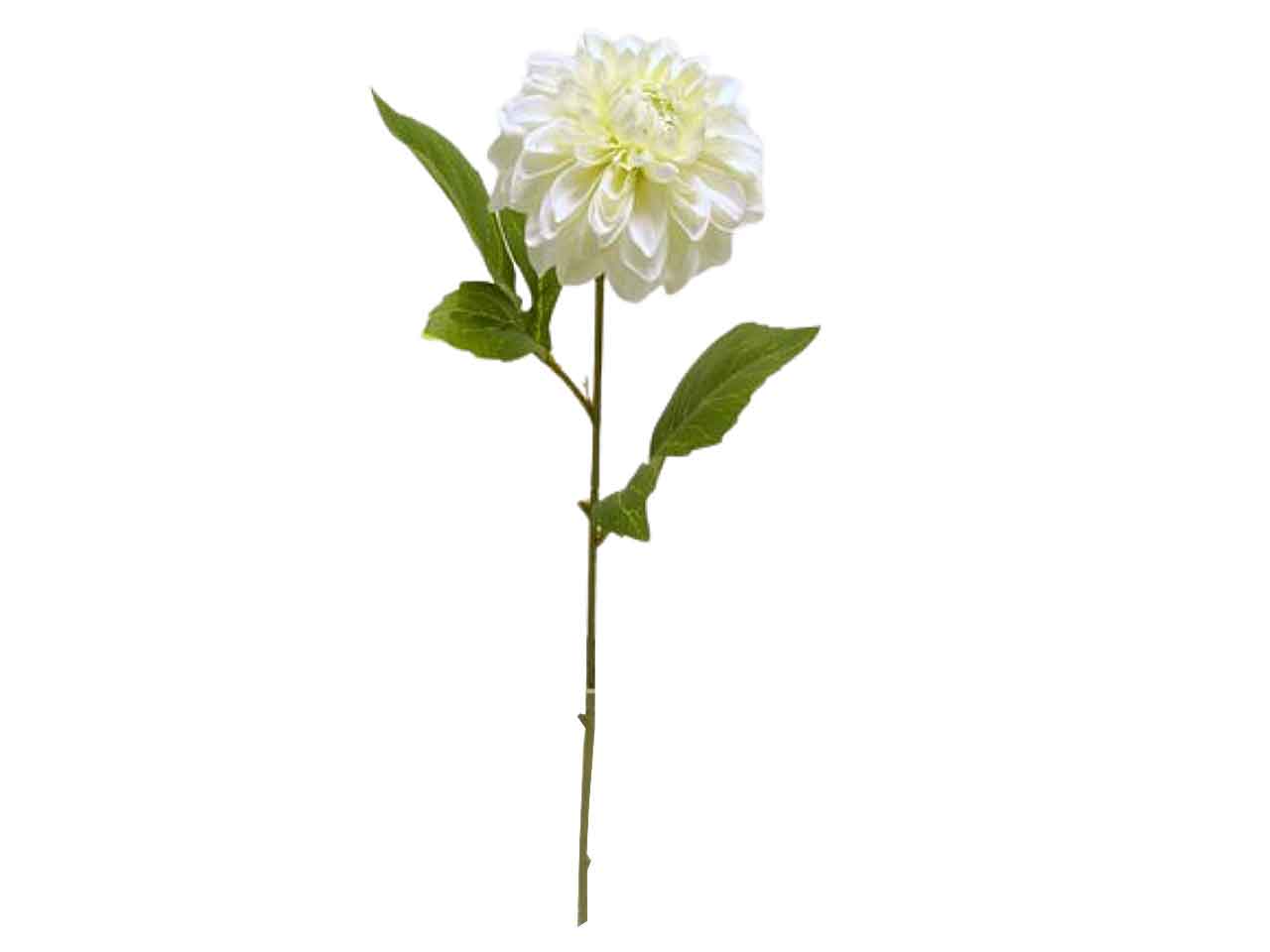 Dalia spruzzata 49cm crema ds001391