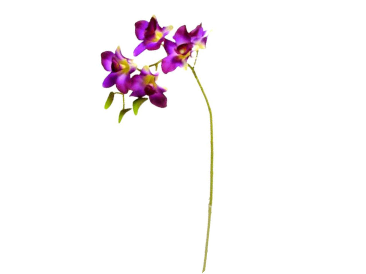 Orchidea singapore con 5 fiori e 3 germogli colore naturale 58cm