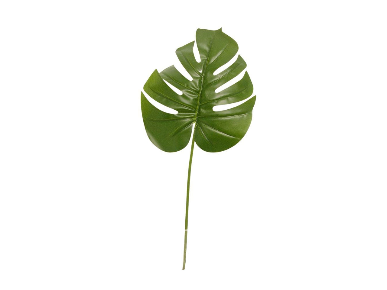 Pianta di monstera con foglie spruzzate misura 74cm colore verde