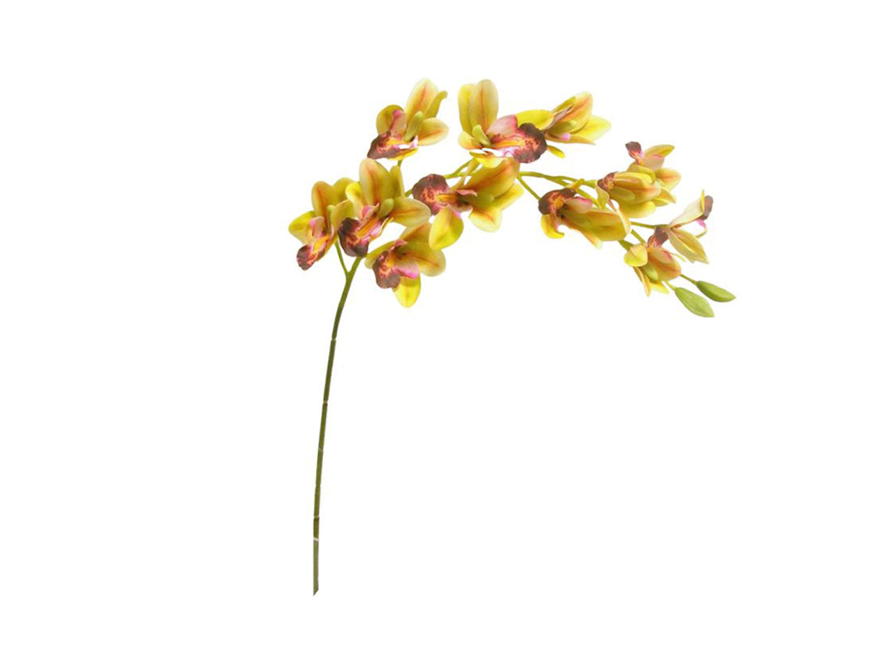 Cymbidium 12 fiori, 2 gemme 86cm green pink