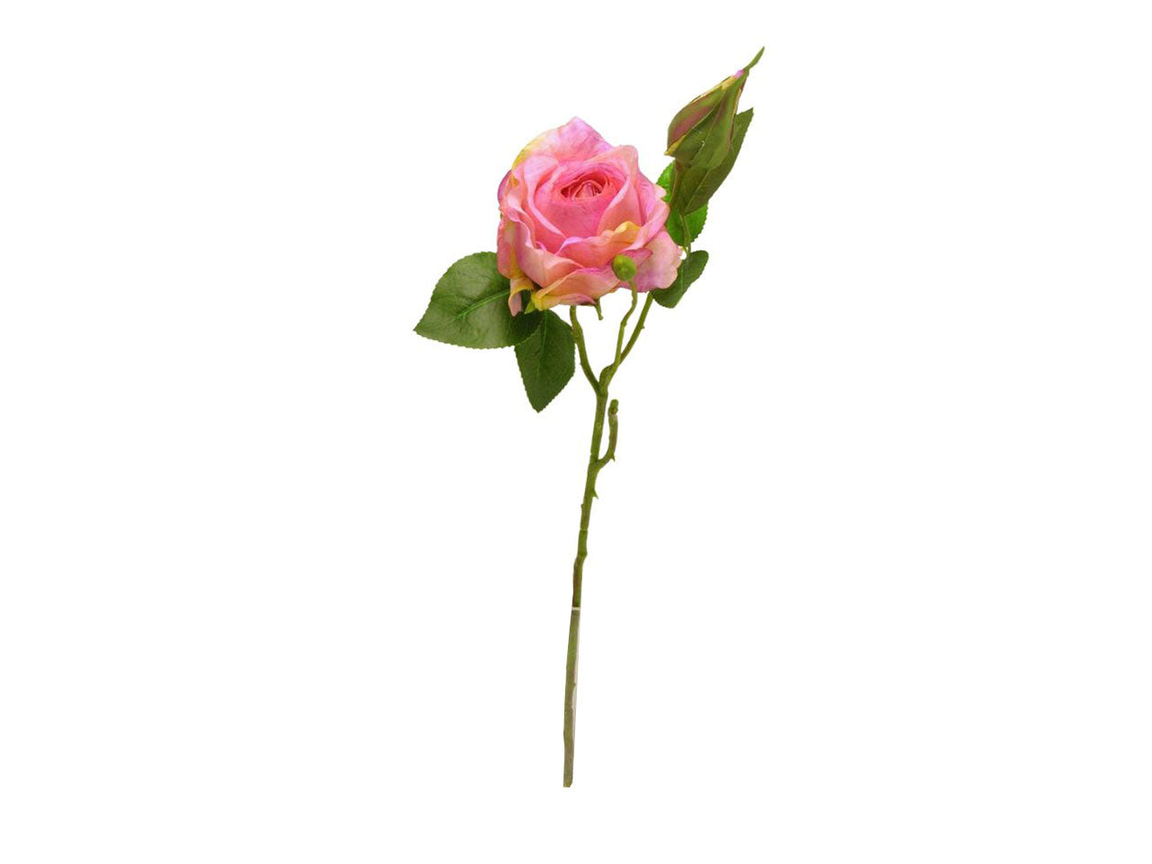 Rosa spruzzata 1 fiore 1 gemma rosa