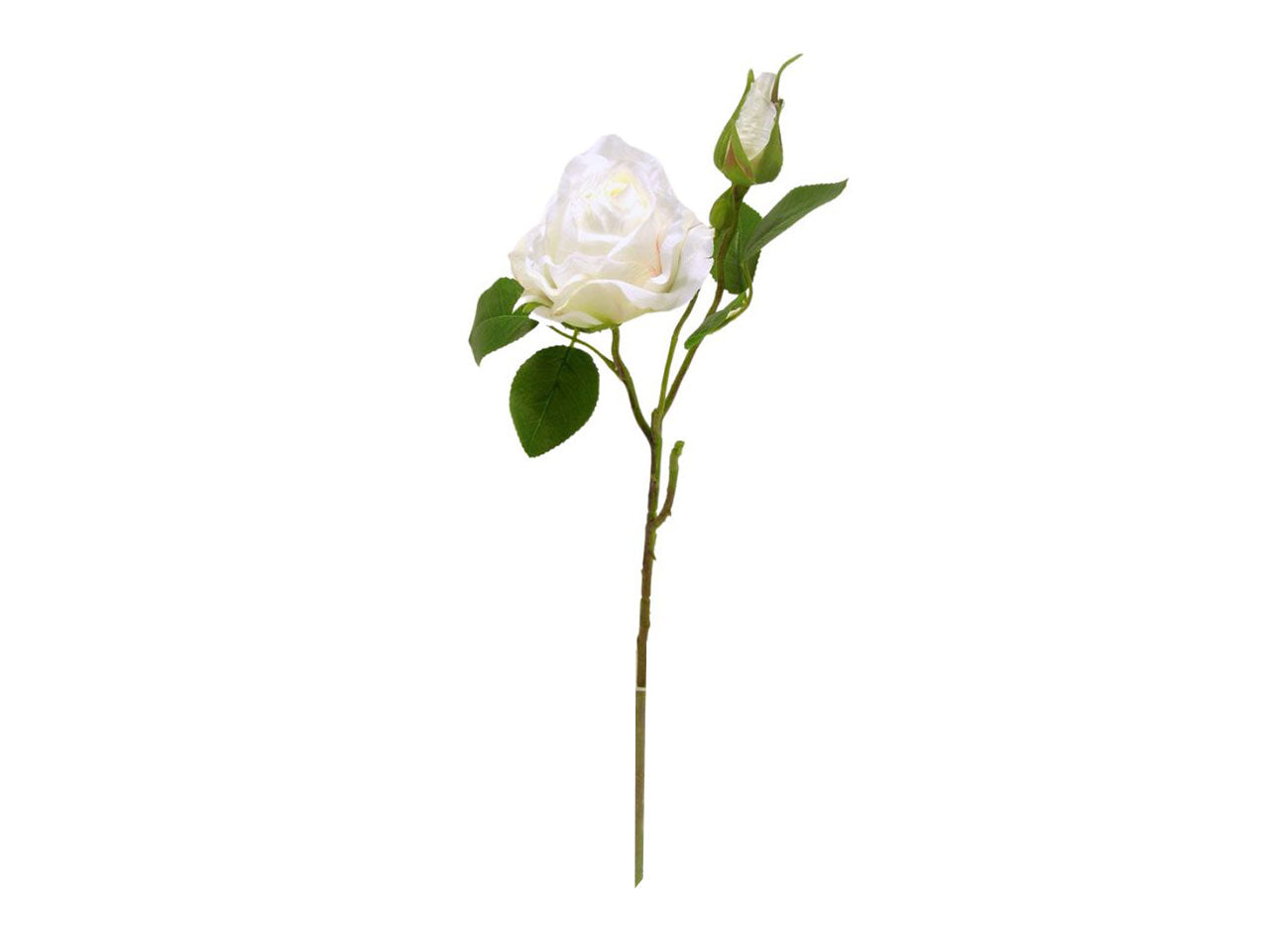 Rosa spruzzata 1 fiore 1 gemma bianca