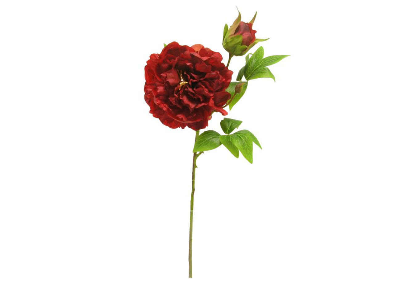 Peonia spruzzata 1 fiore 1 gemma rossa