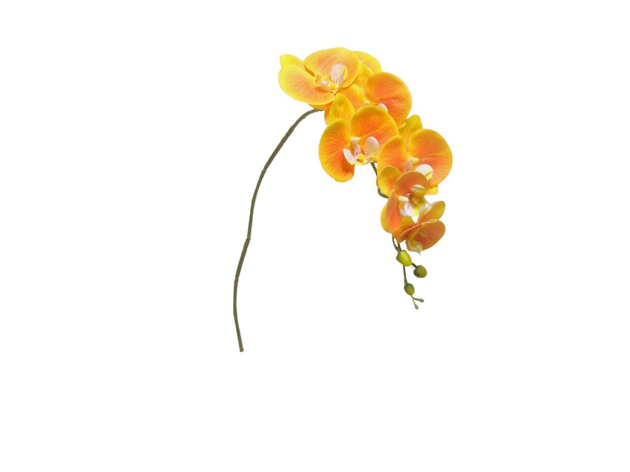 Phalaenopsis spruzzata 94cm orange