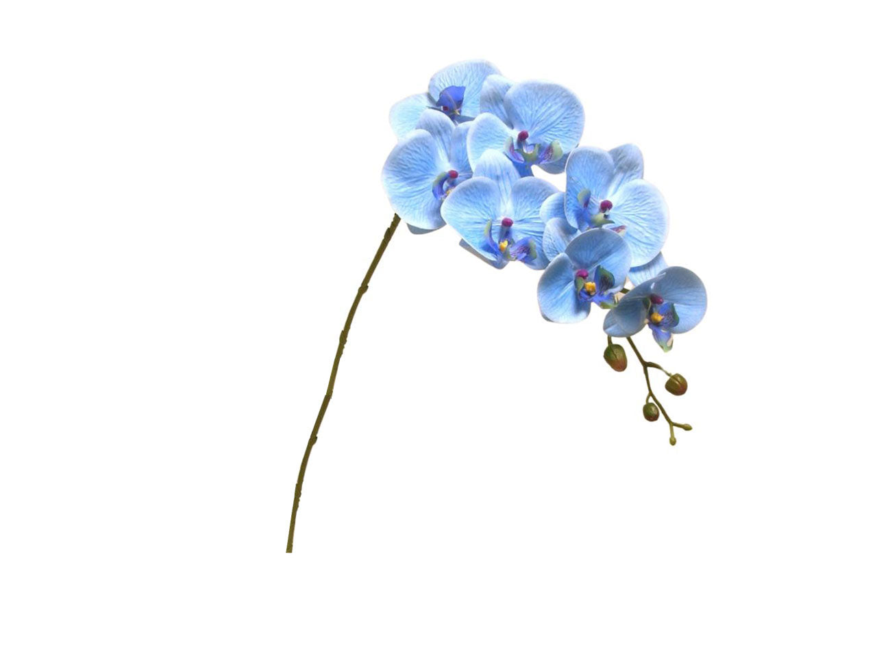 Phalaenopsis spruzzata 94cm blu