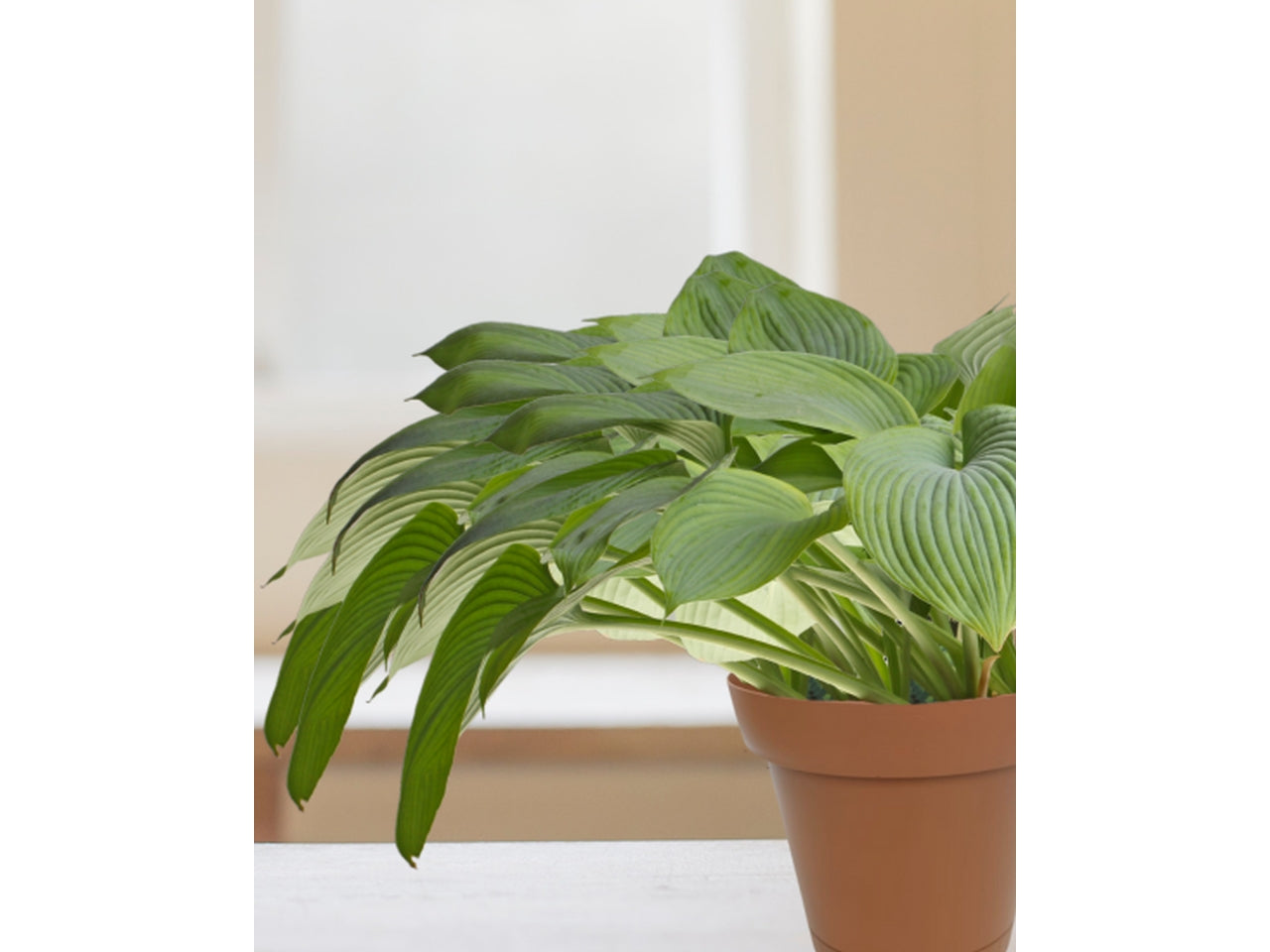 Vaso - linea origine - 30 colore terracotta