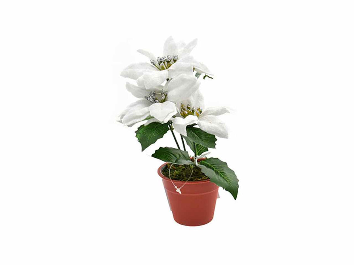 Stella natale con vaso bianco