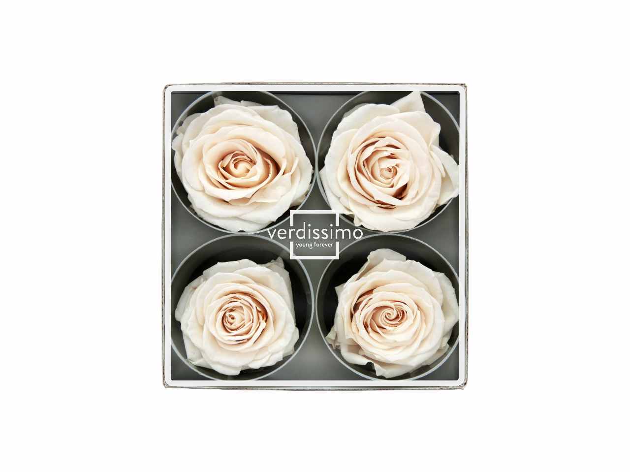 Rosa stabilizzata colore champagne misura h.8xd.8,5cm - La confezione comprende 4 rose