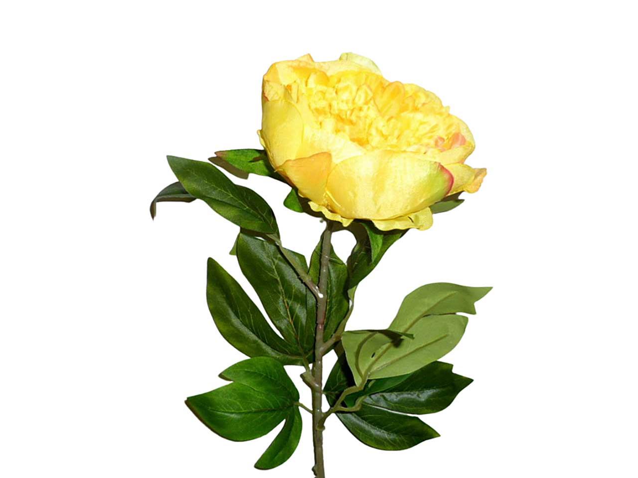 Peonia gialla 9210