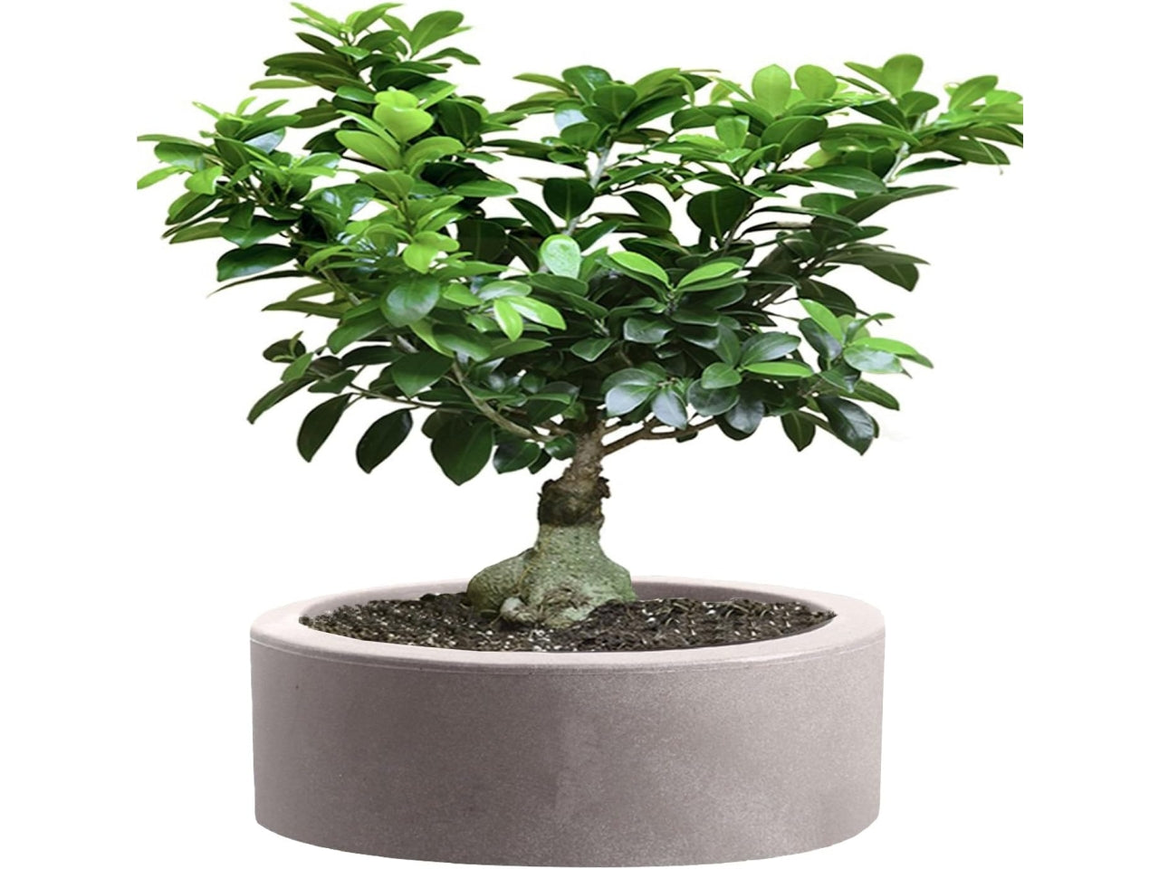 Linea echo vaso 25cm cenere