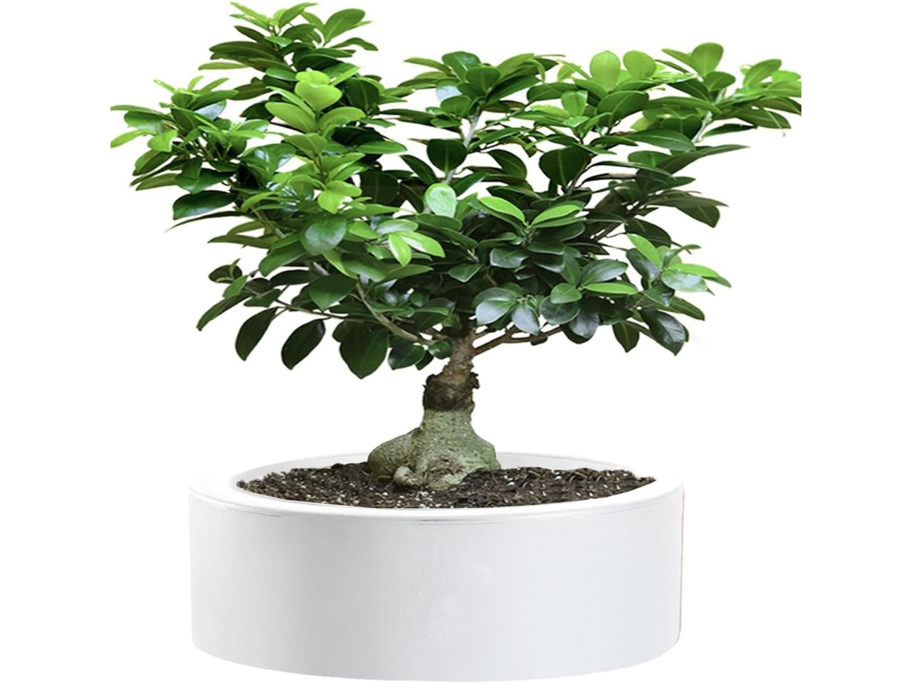 Linea echo vaso 30cm bianco