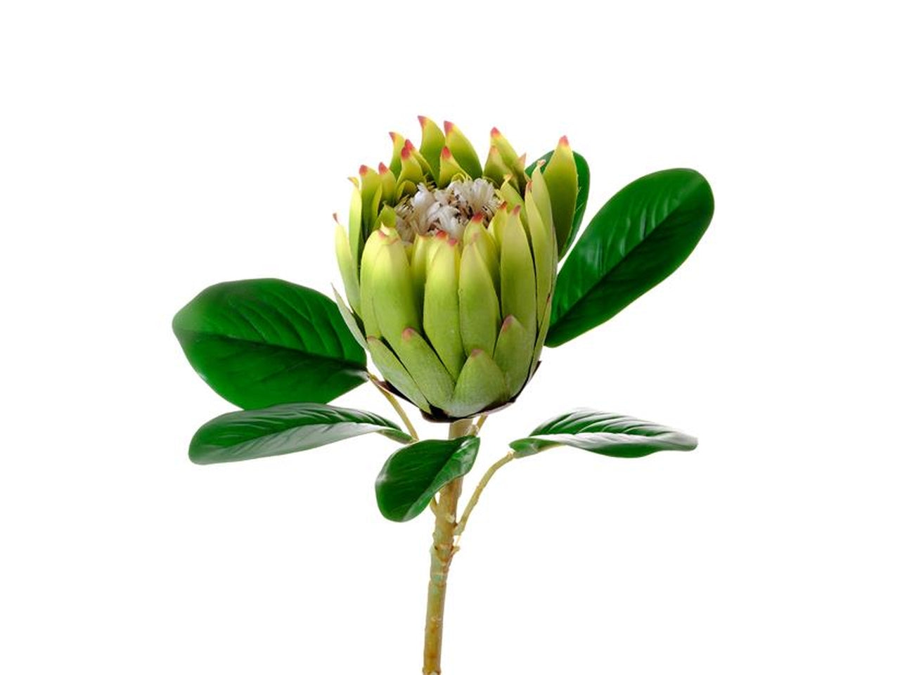 Protea burdetti verde
