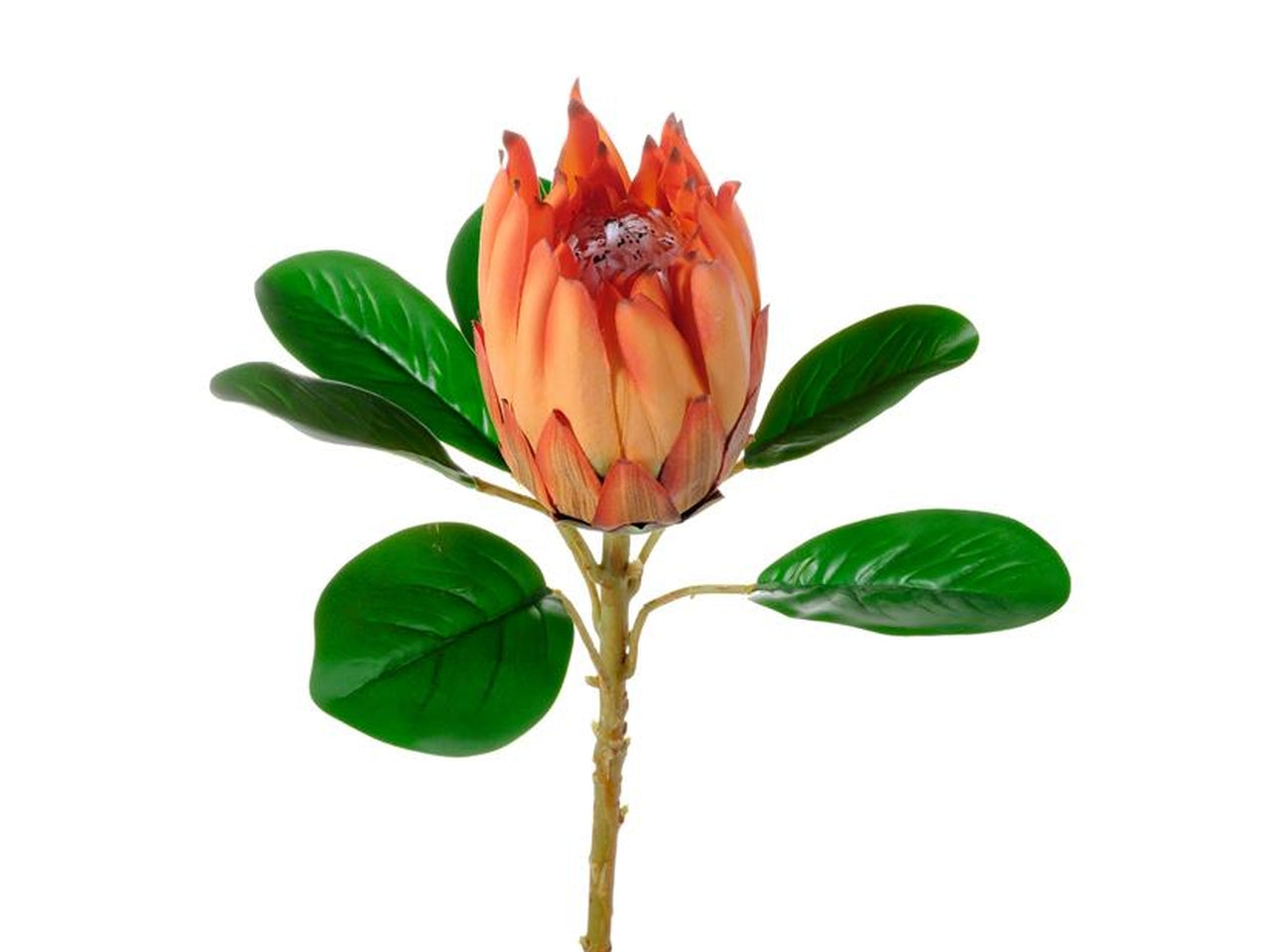 Protea burdetti arancio