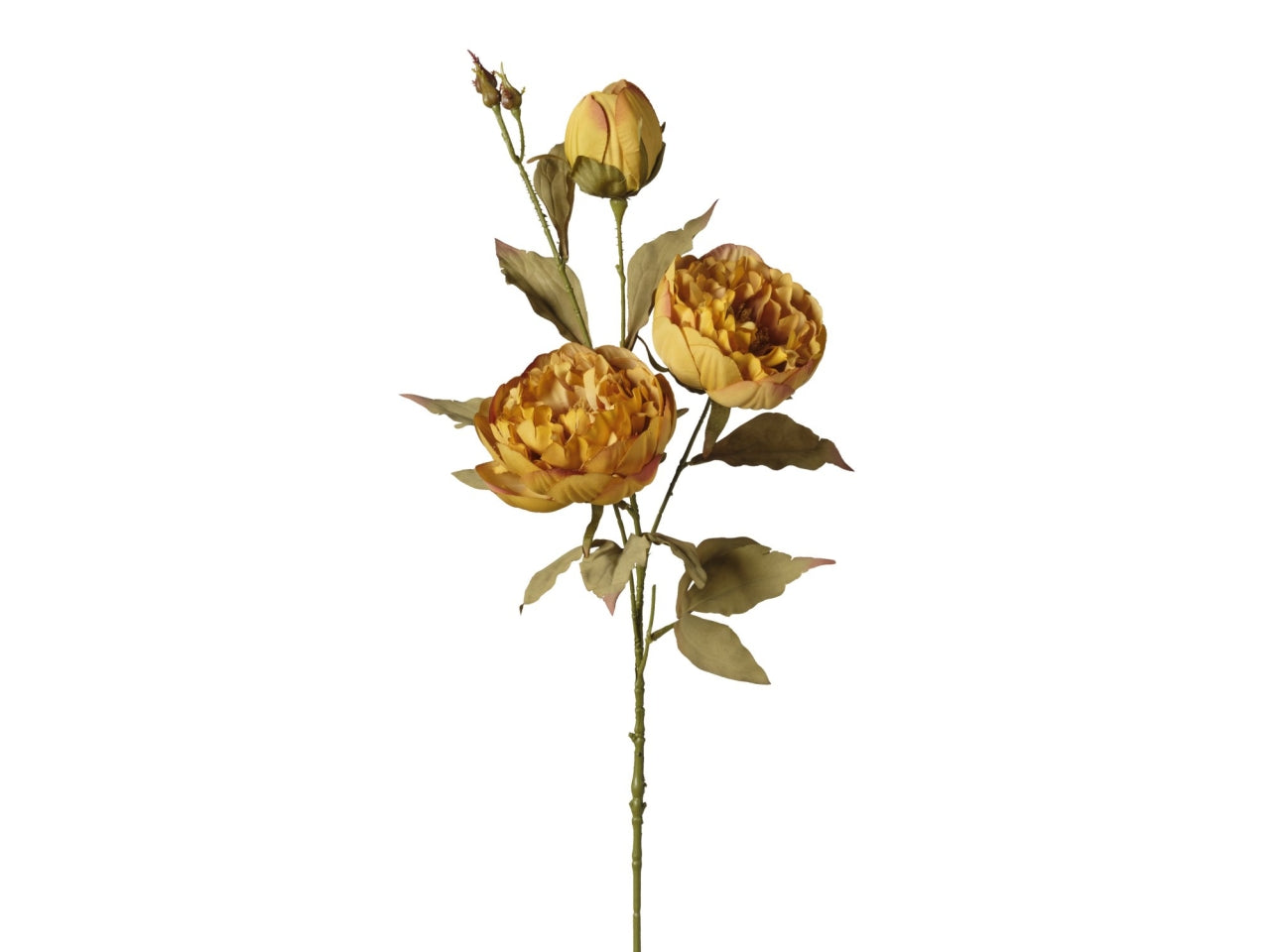 Ramo peoniex3 teste 80cm mostarda