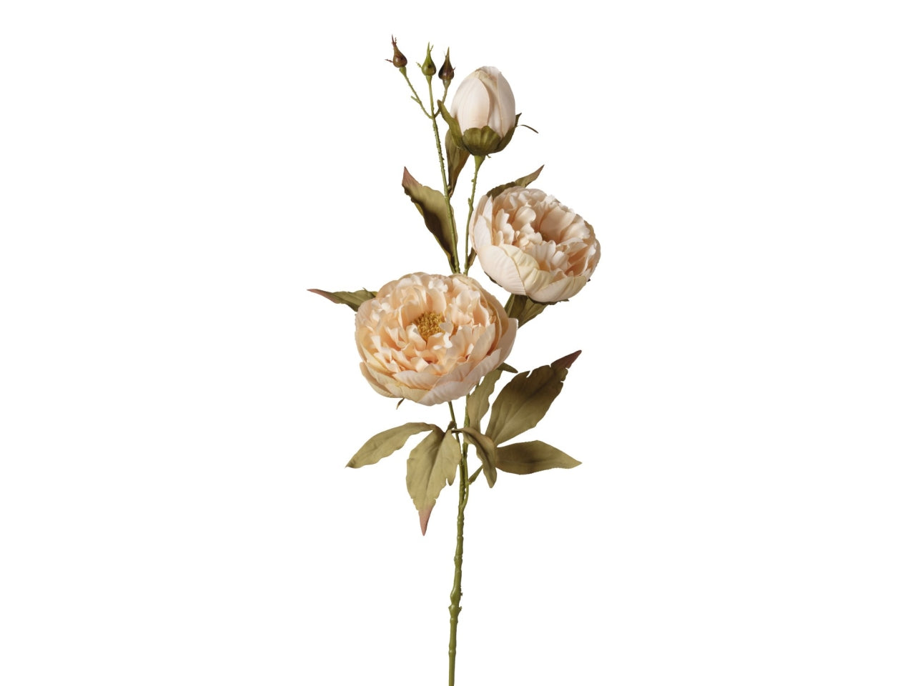 Ramo peoniex3 teste 80cm beige