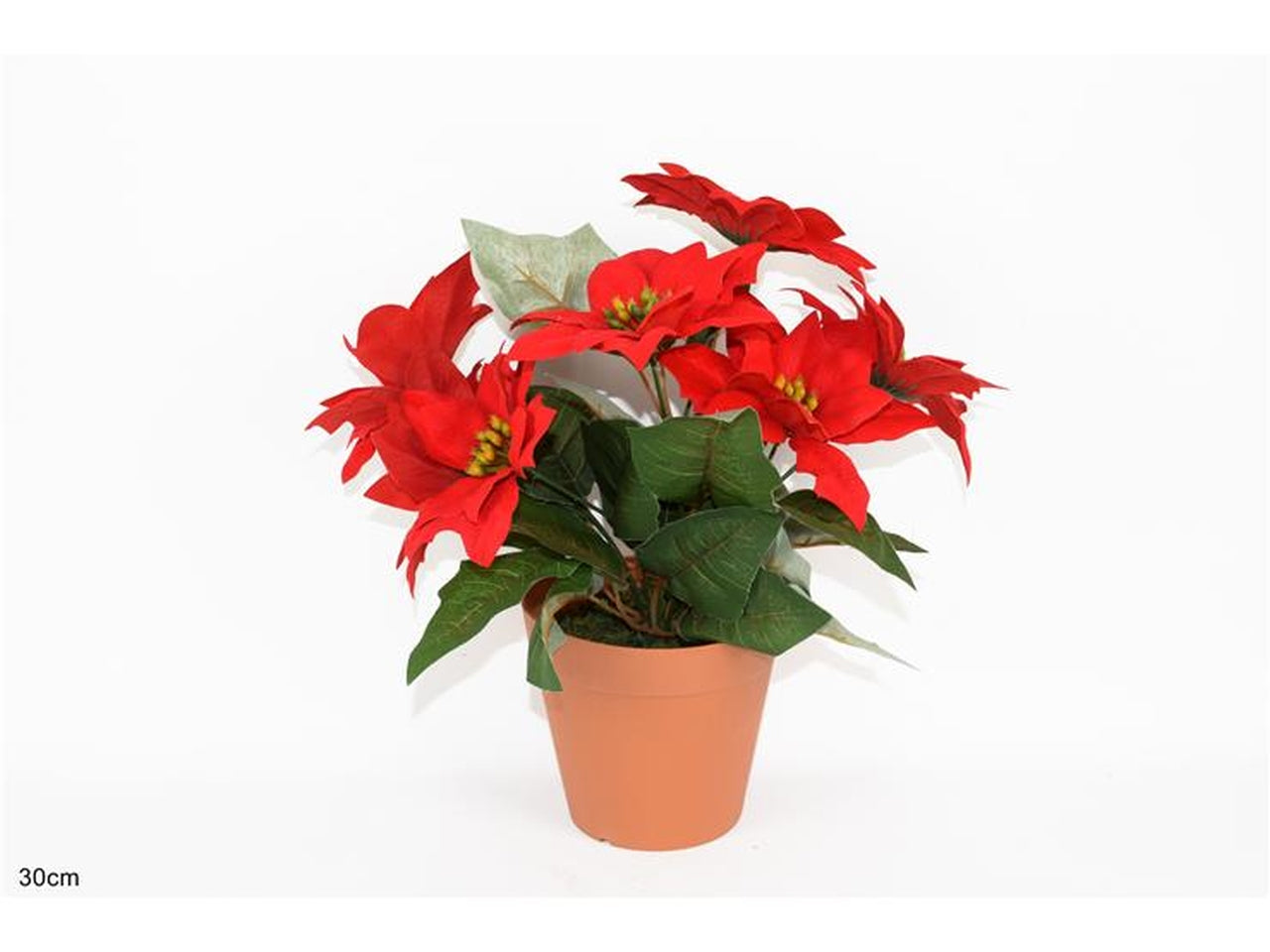 Piantina con 6 stelle di natale 30cm