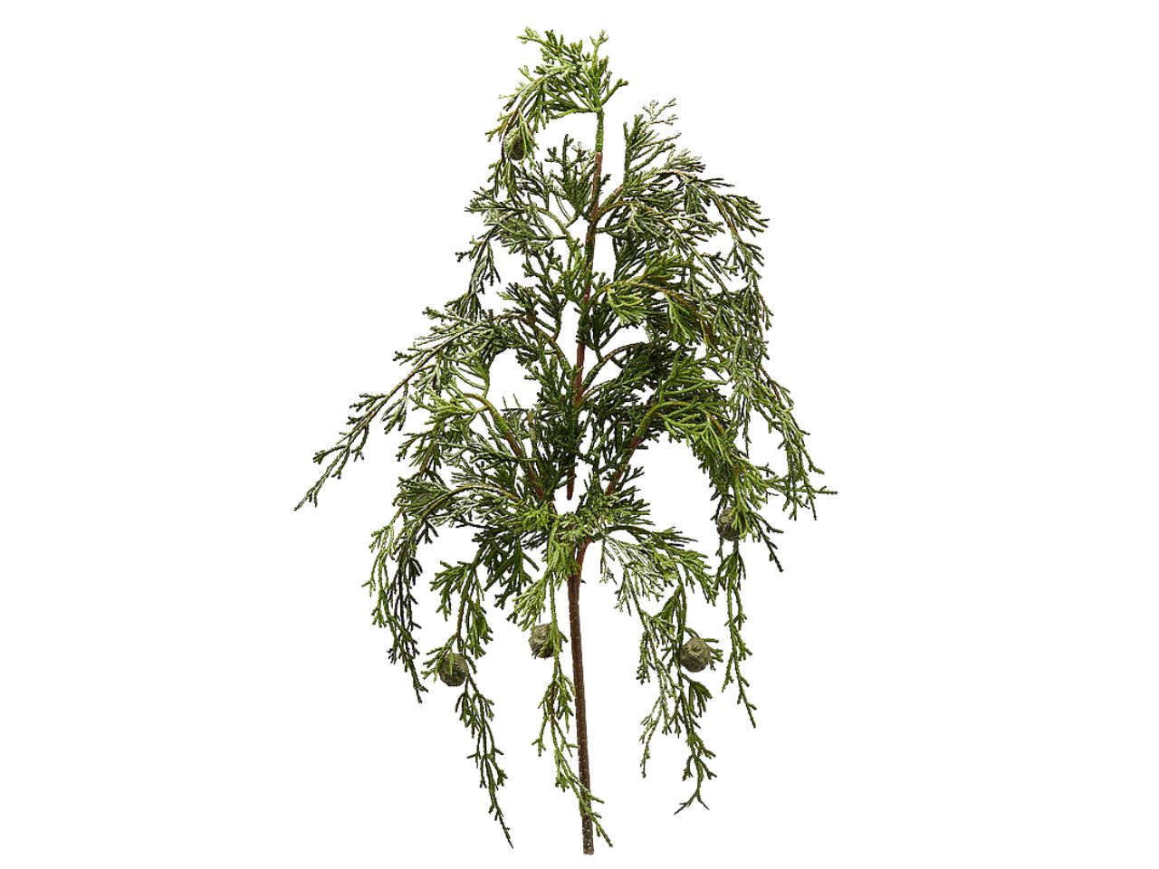 Ramo pino cadente 55cm verde