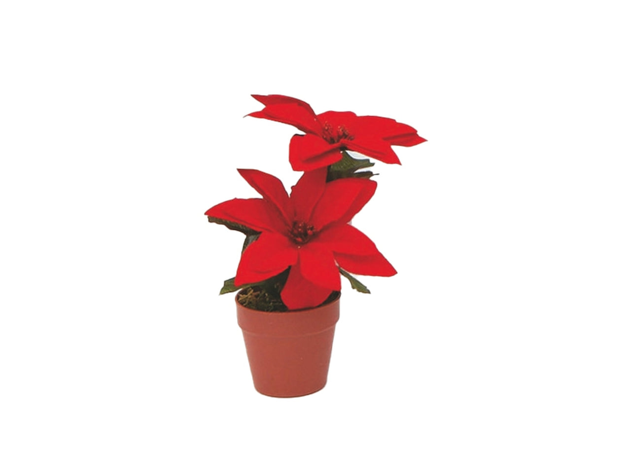 Stelle di natale rosse con vaso 17cm 2 steli