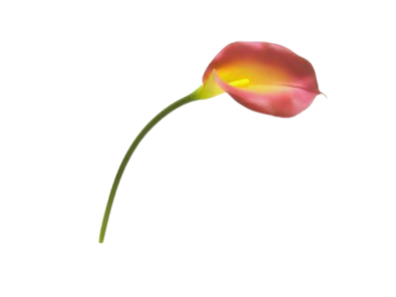 Calla lily spray 73cm colore 17