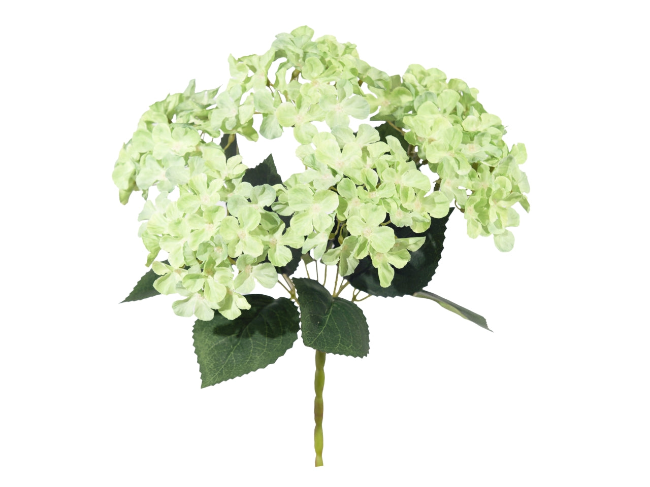 Mazzo ortensia x 6 verde