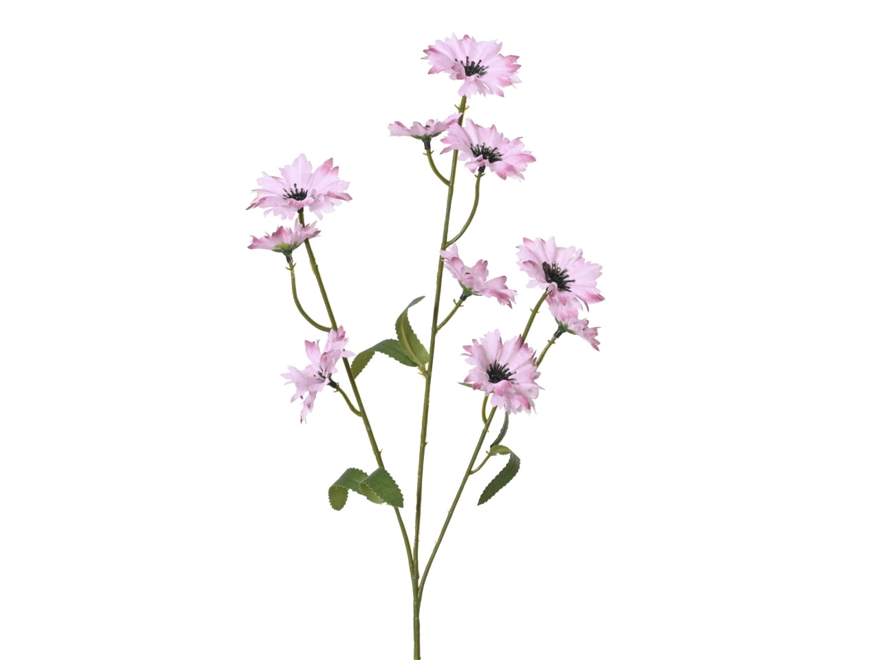 Fiordaliso rosa 5x12xh.55cm