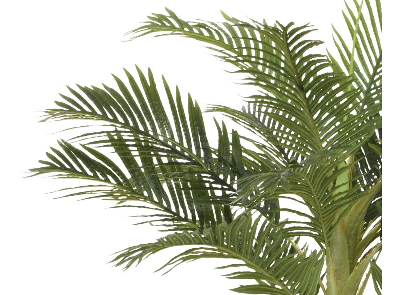 Pianta di palma 110x90xh.230cm