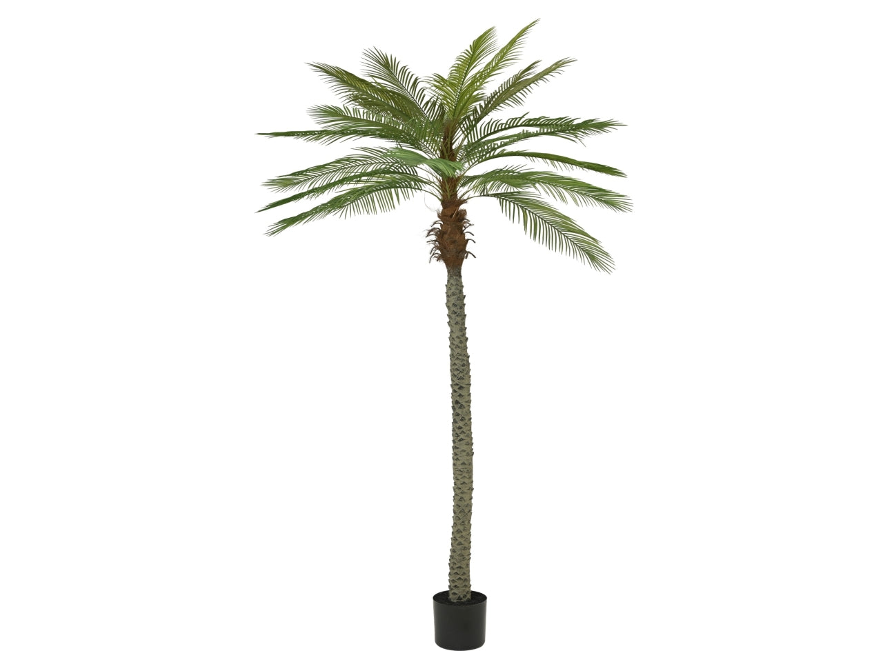 Pianta di palma 125x110xh.270cm