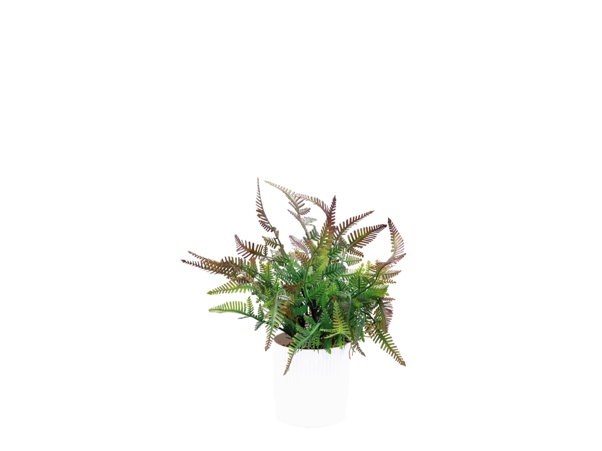 Felce con vaso d.10xh.26cm in 2 colori assortiti