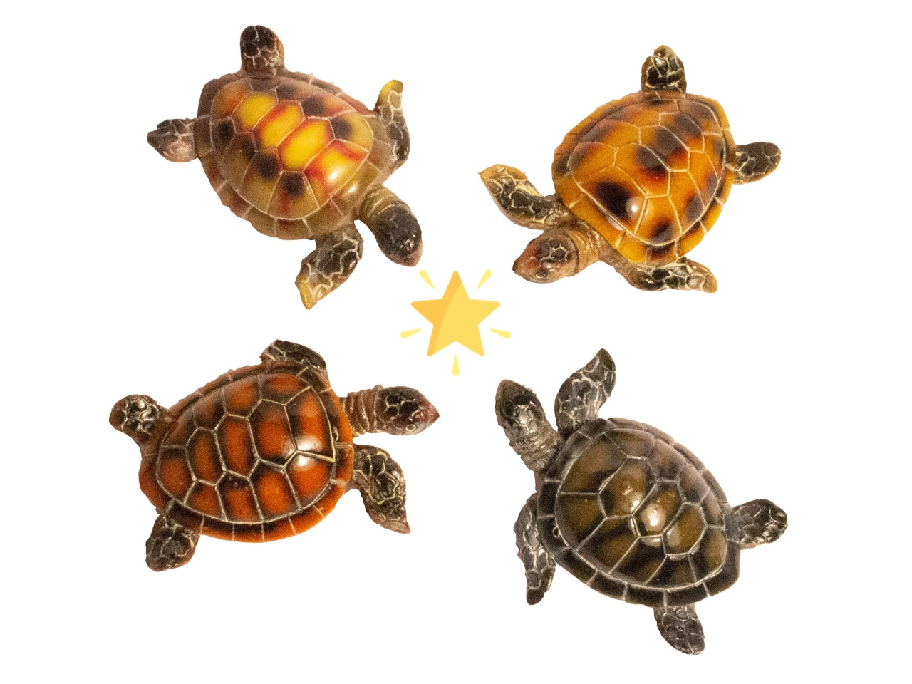 Magnete resina tartaruga in 4 assortimenti