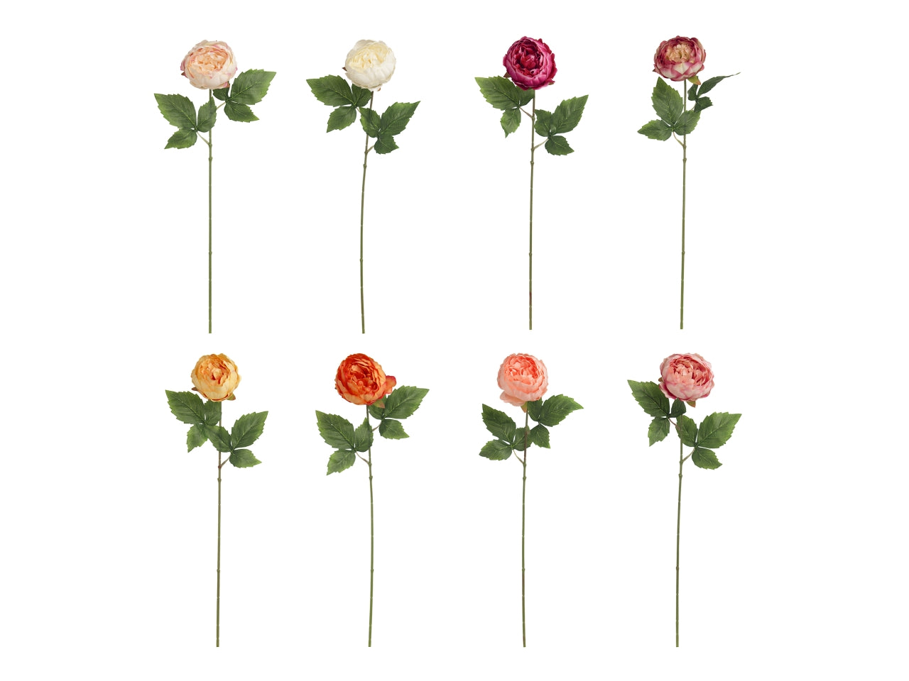 Peonia singola in colori assortiti