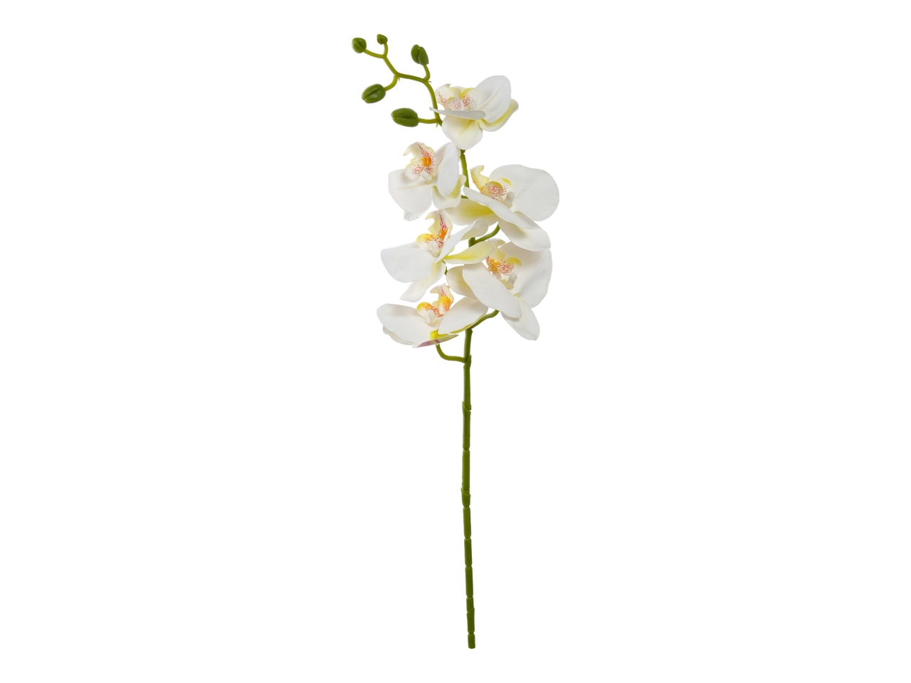 Orchidea ramo 72cm con 6 fiori crema