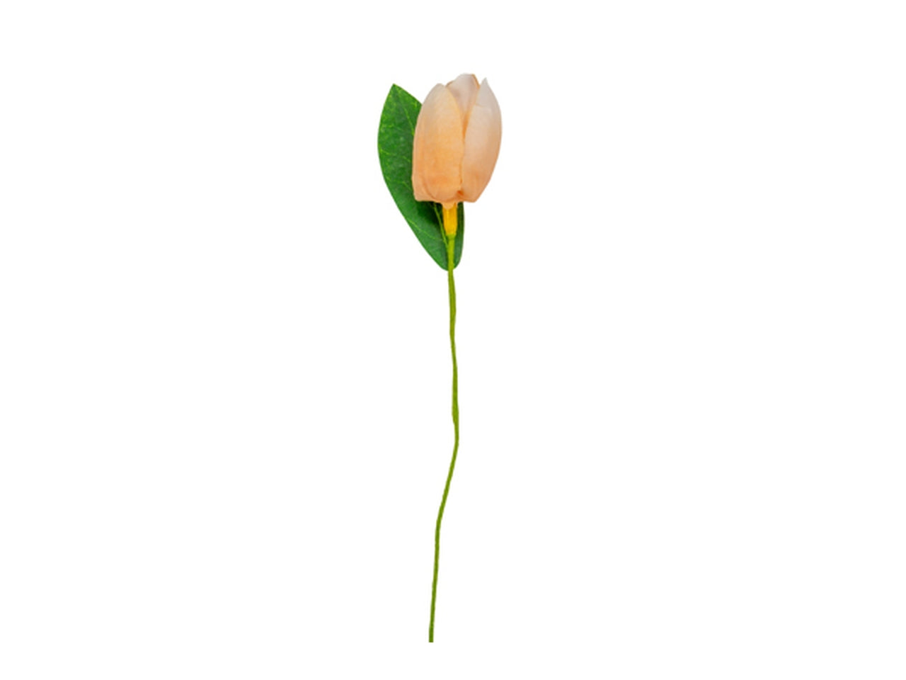 Tulipano cipria con foglia in confezione da 36 pezzi