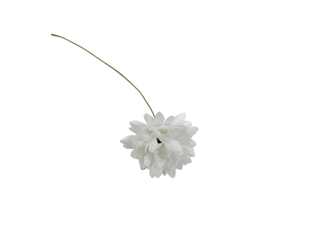 Dalia bianca in confezione da 36 fiori