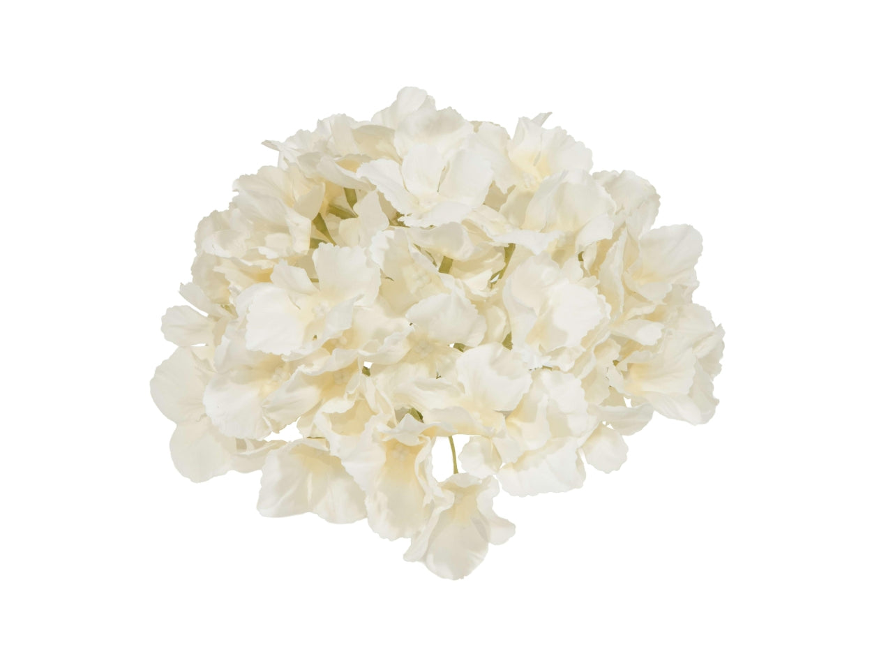 Ortensia gigante diametro 18cm crema