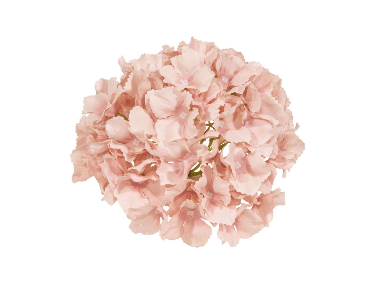 Ortensia gigante diametro 18cm rosa