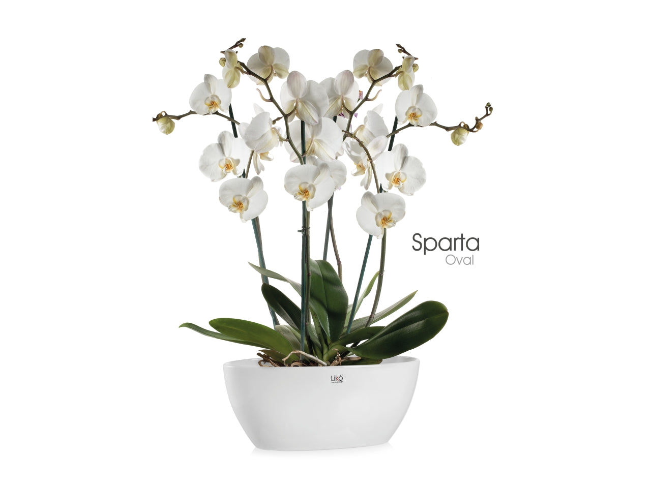 Oval sparta Vaso 35x14xh.15cm bianco
