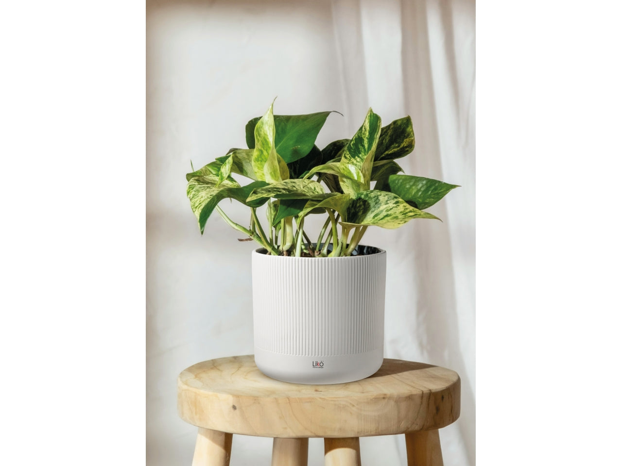 Zefir cachepot d.19xh.18cm in 4 assortitimenti
